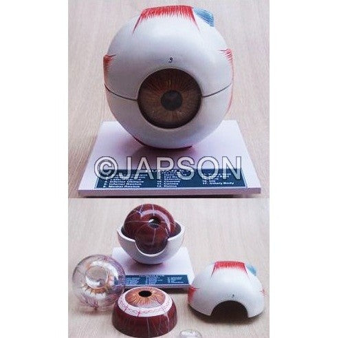 Human Eye Model, Enlarged 5 Times Human Eye Model, Enlarged 5 Times